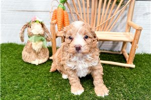 Margot - puppy for sale