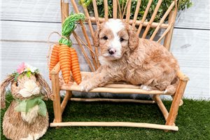 Mary - puppy for sale