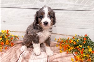 Clover - Bernedoodle, Mini for sale