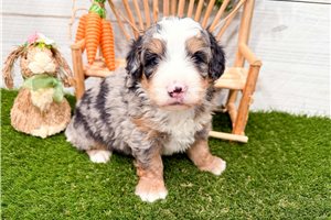 Matthew - Bernedoodle, Mini for sale