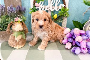 Mackenzie - Bernedoodle, Mini for sale
