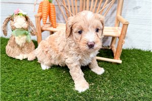 Mackenzie - puppy for sale