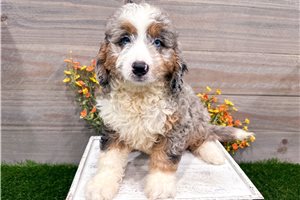 Ford - Bernedoodle, Mini for sale