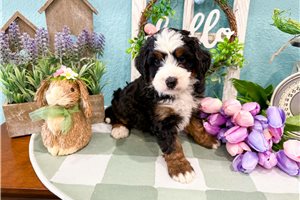 Mateo - Bernedoodle, Mini for sale