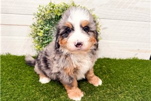 Matthew - Bernedoodle, Mini for sale