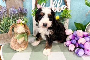 Mabel - Bernedoodle, Mini for sale