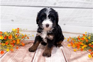 Collette - Bernedoodle, Mini for sale