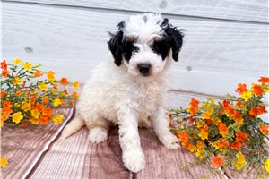 Arlington - Bernedoodle, Mini for sale