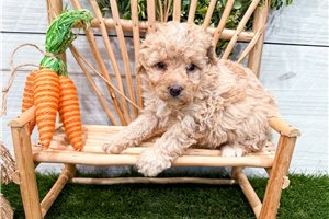Magnolia - Bernedoodle, Mini for sale