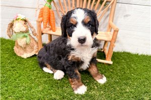 Madison - puppy for sale