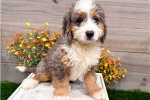 Shelby - Bernedoodle, Mini for sale