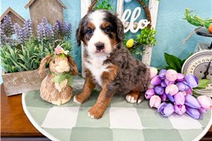 Miriam - Bernedoodle, Mini for sale