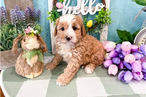 Mary - Bernedoodle, Mini for sale