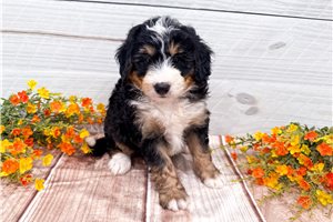 Blaire - Bernedoodle, Mini for sale