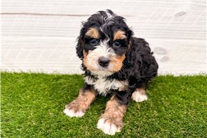 Sullivan - puppy for sale
