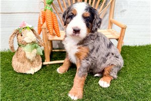 Miriam - puppy for sale