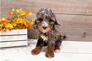 Sicily - puppy for sale