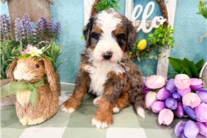 Maverick - Bernedoodle, Mini for sale