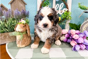 Maeve - Bernedoodle, Mini for sale
