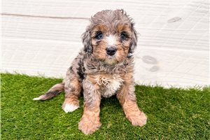 Soroya - puppy for sale