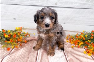 Cinnamon - Bernedoodle, Mini for sale