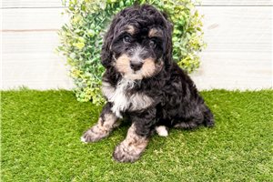 Michael - Bernedoodle, Mini for sale