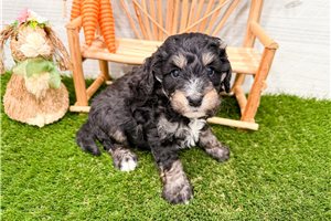 Michael - puppy for sale