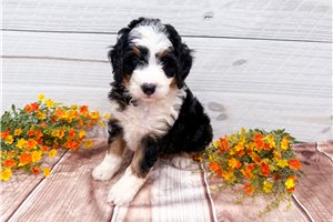 Bristol - Bernedoodle, Mini for sale