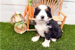 Maria - puppy for sale