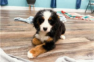 Mariana - Bernedoodle, Mini for sale