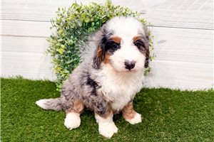 Miles - Mini Bernedoodle for sale