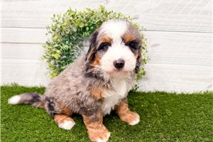 Maverick - Mini Bernedoodle for sale