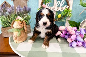 Madison - Bernedoodle, Mini for sale