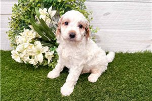 Potter - Goldendoodle, Mini for sale