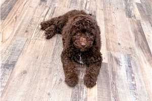 Naomi - Goldendoodle, Mini for sale