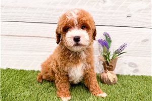 Dean - puppy for sale