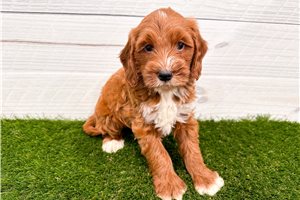 Charlie - Goldendoodle, Mini for sale
