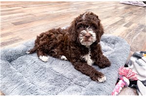 Gabriel - Goldendoodle, Mini for sale