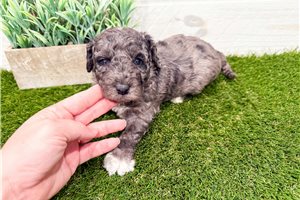 Pluto - Goldendoodle, Mini for sale