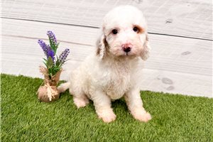 Calum - puppy for sale