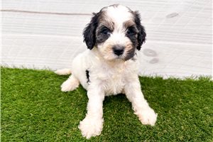 Winnie - puppy for sale