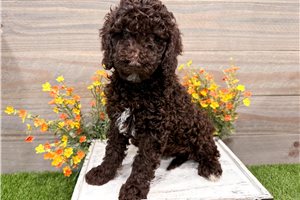 Hamilton - puppy for sale
