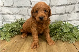 Bono - puppy for sale