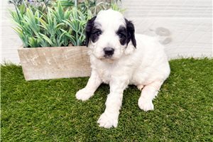 Pandora - Goldendoodle, Mini for sale