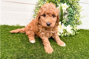 Pumpkin - Goldendoodle, Mini for sale