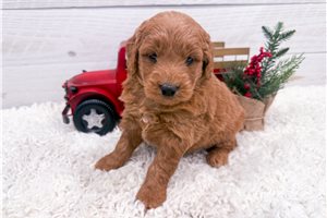 Kehlani - Goldendoodle, Mini for sale