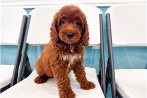Chad - Goldendoodle, Mini for sale