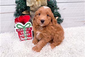 Katherine - Goldendoodle, Mini for sale