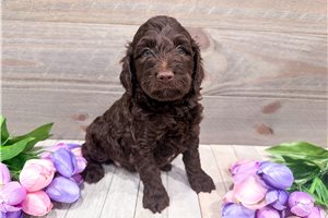 Hamlet - puppy for sale