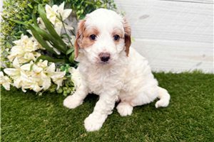 Perdita - Goldendoodle, Mini for sale
